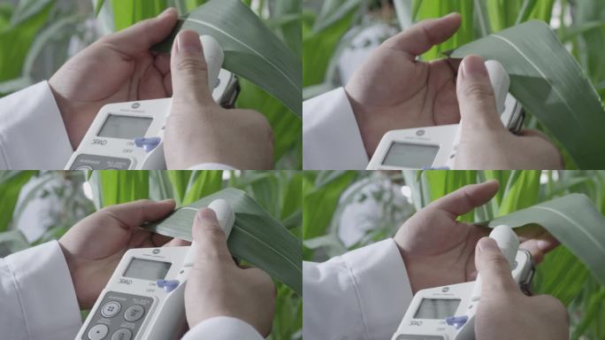 专业仪器检测玉米叶微生物学家植物营养实验