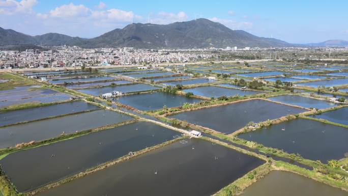 南方鱼塘养殖场大规模养殖农村风景分镜头