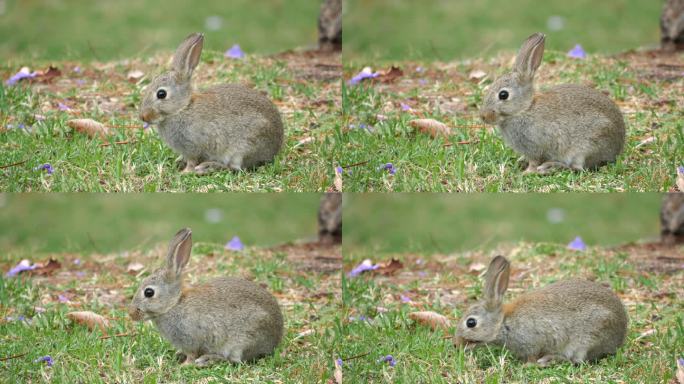 小灰兔野兔特写活动兔子