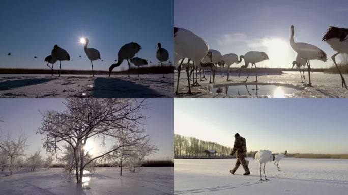 4K东北扎龙冬天冰天雪地丹顶鹤