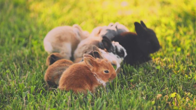 一群小兔子可爱的兔子小奶兔