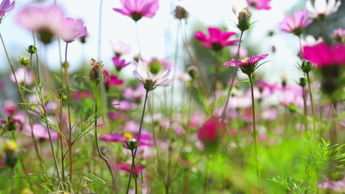 格桑花特写