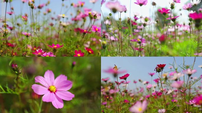 格桑花特写