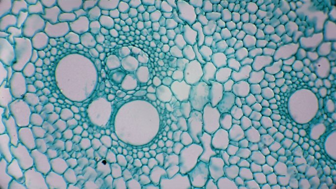 竹子植物细胞横截面的显微视图