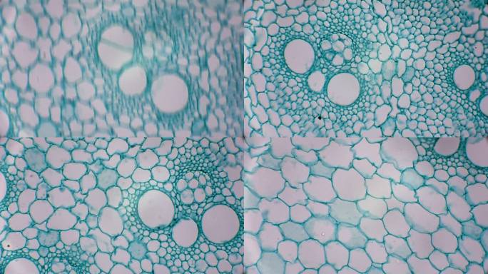 竹子植物细胞横截面的显微视图