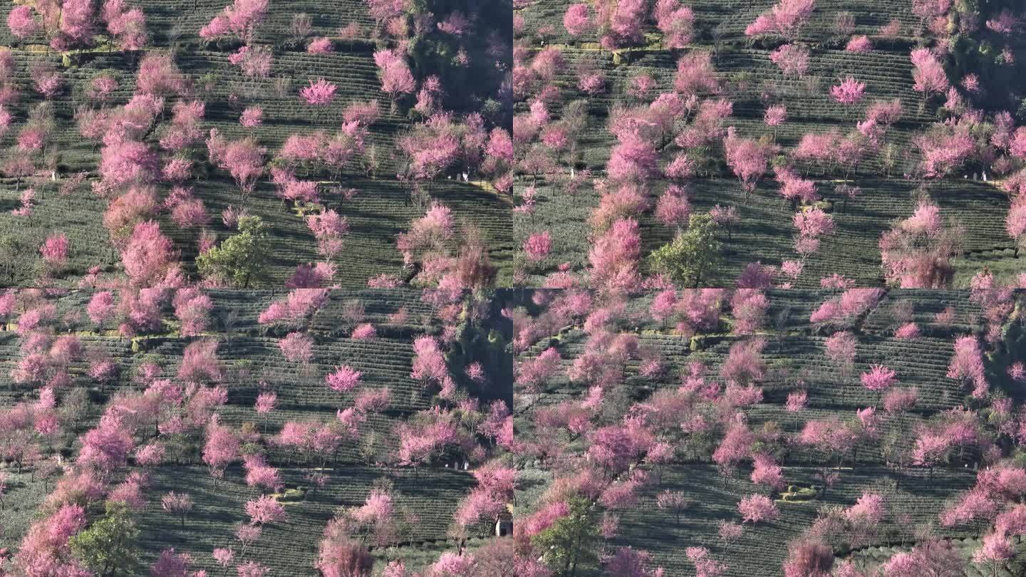 粉色樱花航拍4k