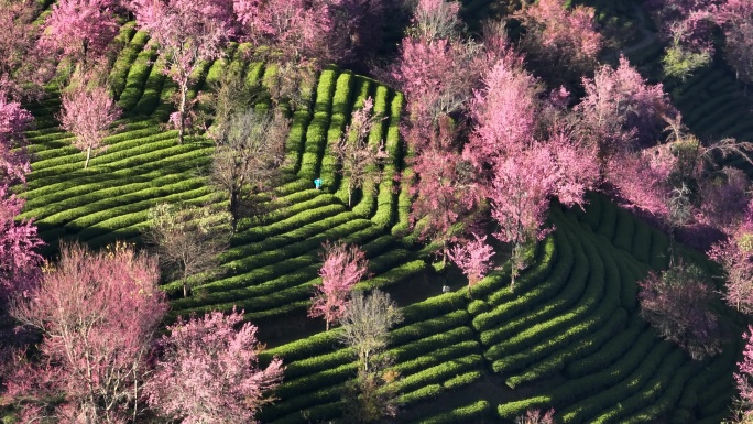 粉色樱花航拍4k