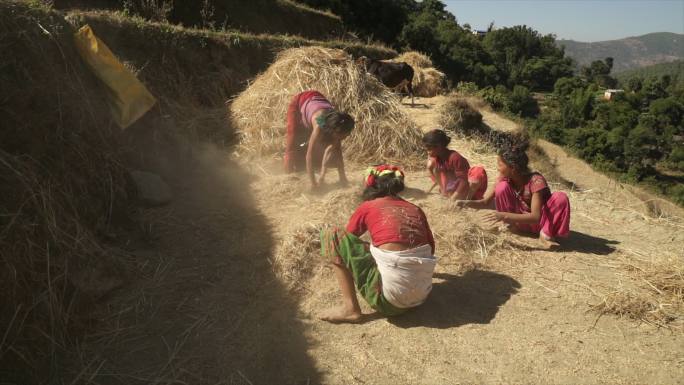 尼泊尔妇女和女孩用手堆干草