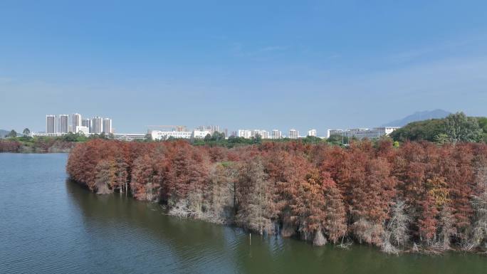 深圳坪山大山陂水库