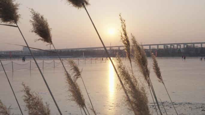 夕阳下的芦苇 近景