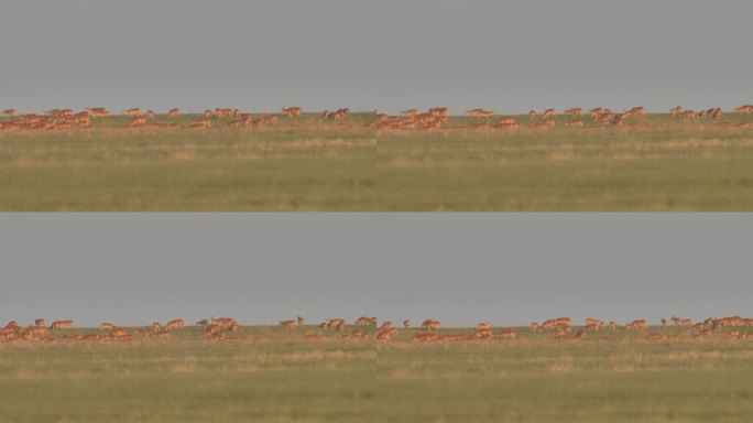 卡尔梅基亚共和国的赛加羚羊