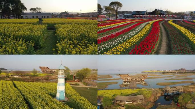 苏州太湖西山生态农庄油菜花花田灯塔旅游