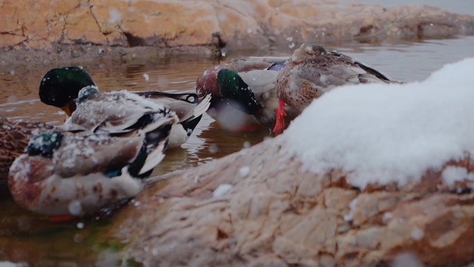 池塘里的鸭子在雪中戏水