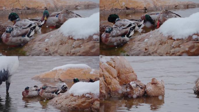 池塘里的鸭子在雪中戏水
