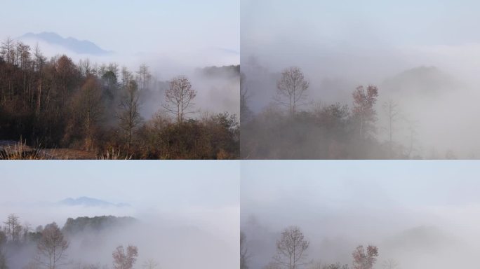山区山林树林冬季云海云雾延时