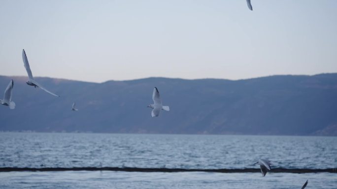 洱海 海鸥 大理 云南 海特写 带原声