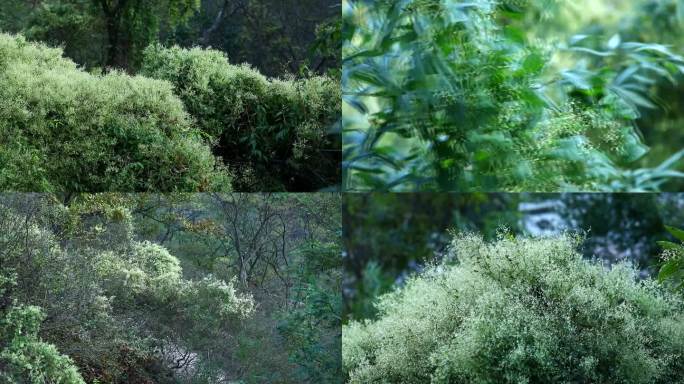 何首乌 多花蓼 中药 白花 叶 茎 植株