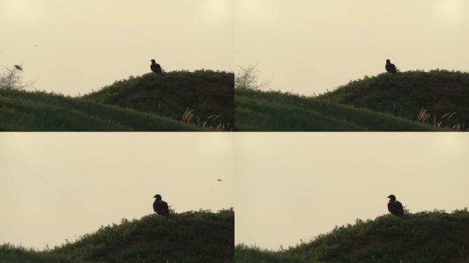 卡尔梅基亚的草原鹰