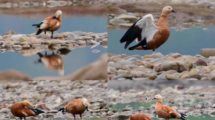 赤麻鸭各种姿态视频素材