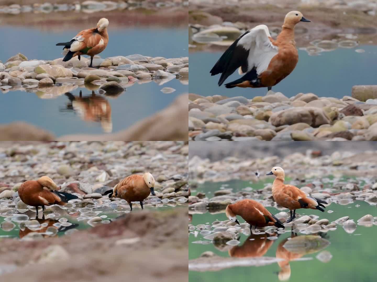 赤麻鸭各种姿态视频素材