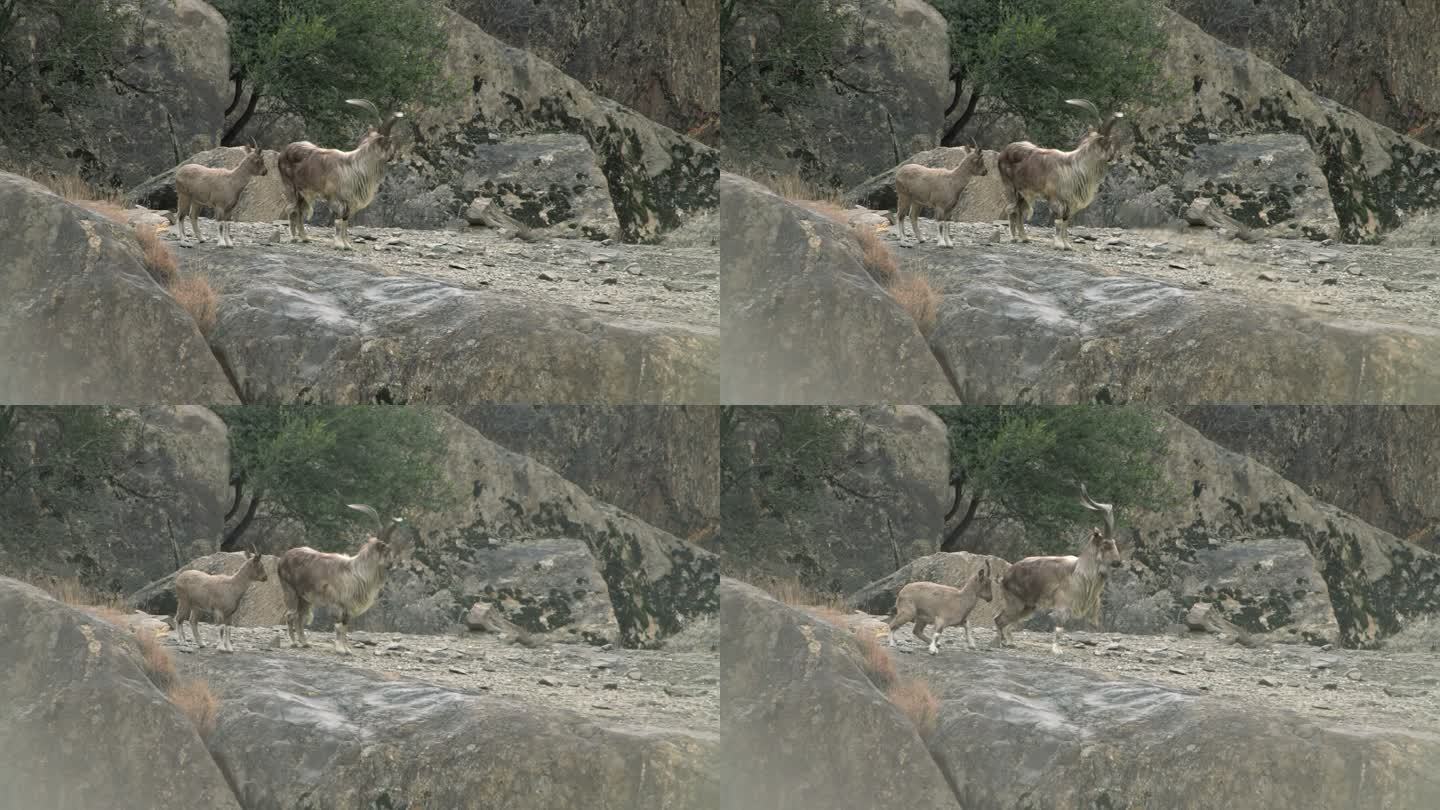 蒙古的野山羊。库存视频