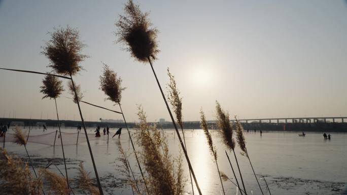 夕阳下永定河畔的芦苇