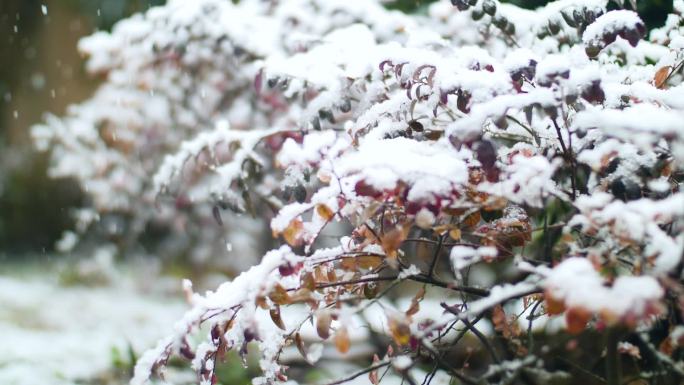 雪中的树枝，积雪压树枝