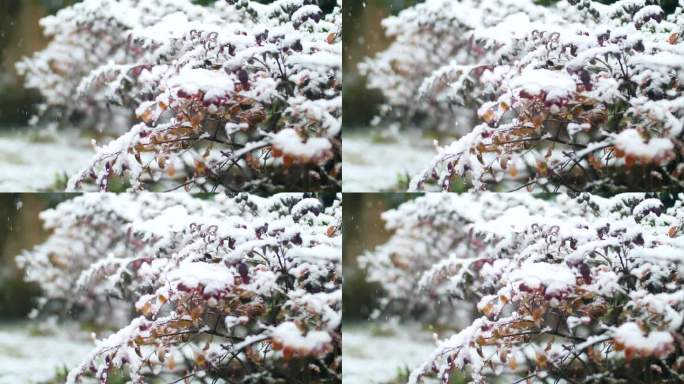 雪中的树枝，积雪压树枝