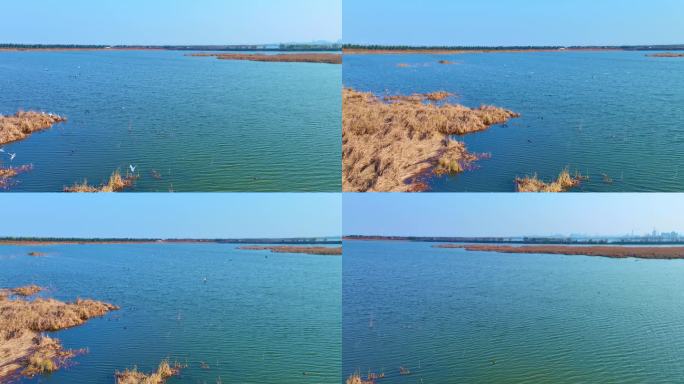 0138冬天 湛蓝的湖水中芦苇野鸭白鹭