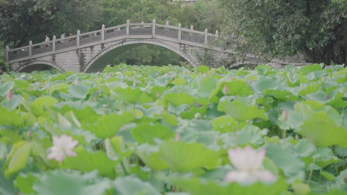 夏日 午后 荷塘 荷花 雨后 池塘