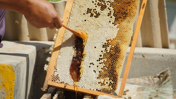 4K】现代养殖蜜蜂蜂场养蜂蜂箱蜂蜜1