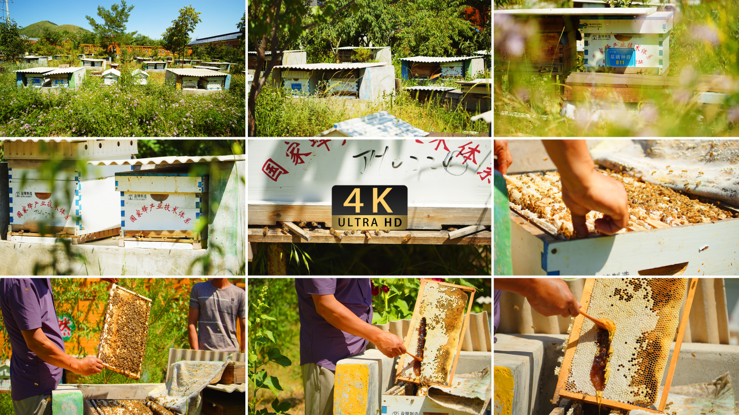 4K】现代养殖蜜蜂蜂场养蜂蜂箱蜂蜜1