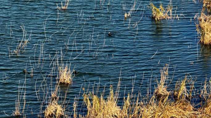 0099冬天湛蓝的湖水中芦苇野鸭