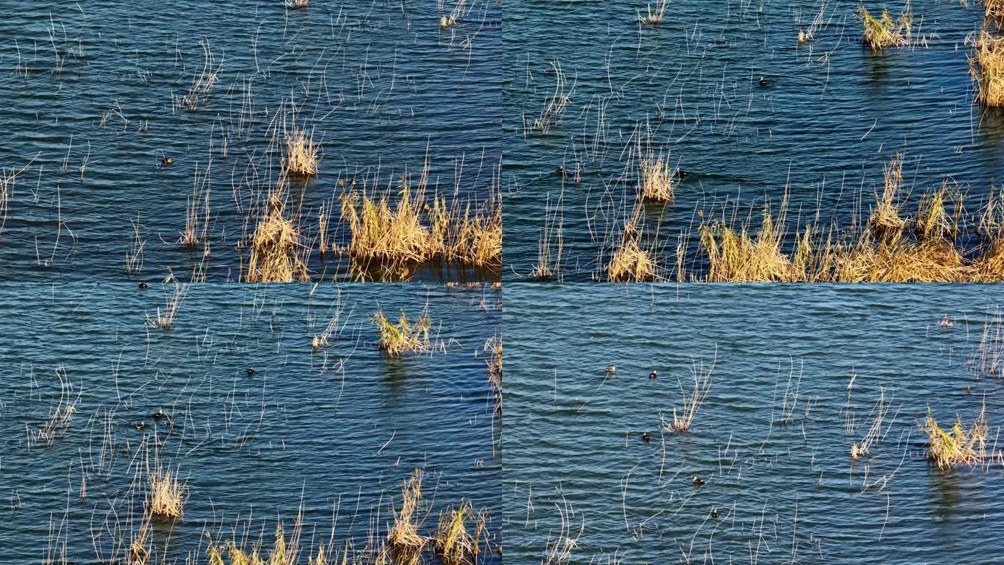 0099冬天湛蓝的湖水中芦苇野鸭