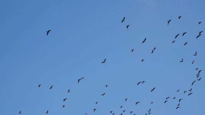 飞翔的鸟群