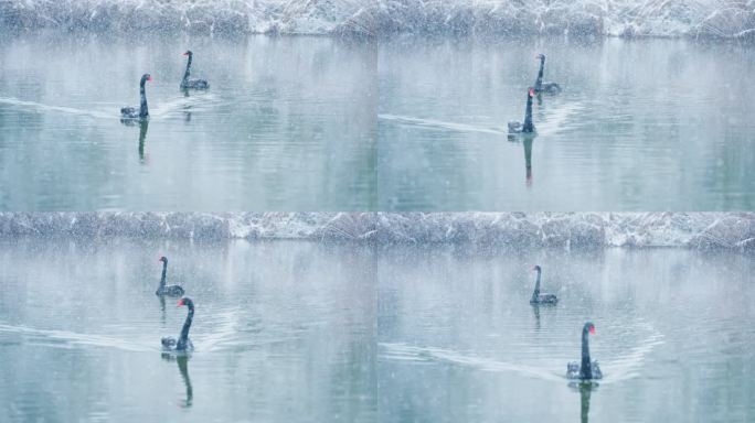 红嘴海鸥在冰湖中游泳