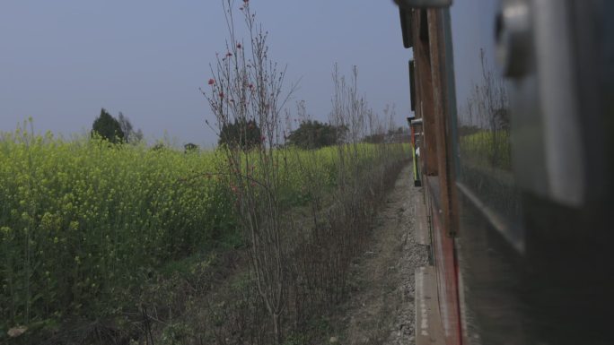 小火车穿过油菜花田