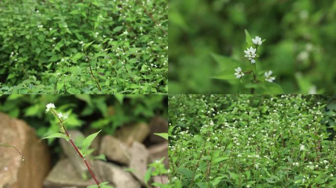 戟叶蓼 苦荞麦 乌麦 白花 叶 茎 植株