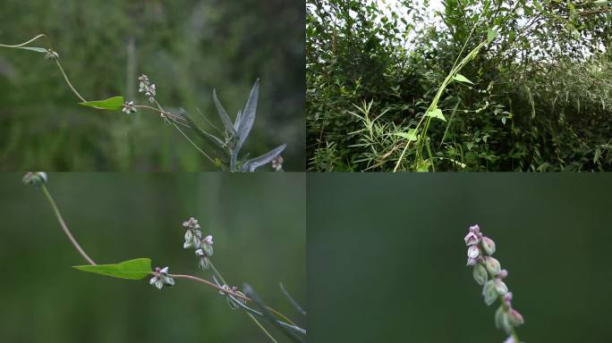 卷茎蓼 花蕾 淡粉花 叶 茎 植株 生境