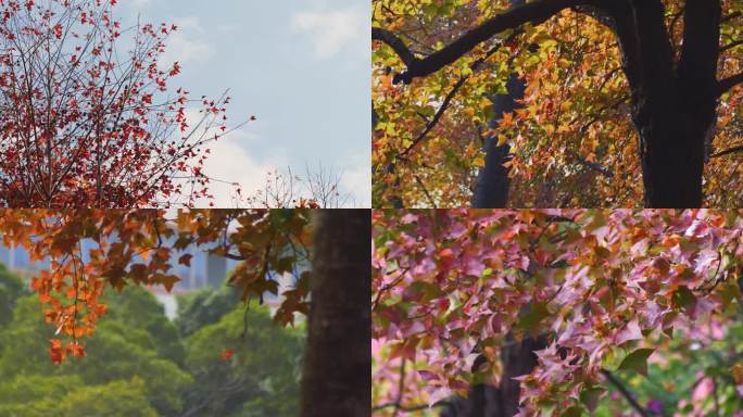 秋天 城市秋景 枫叶红