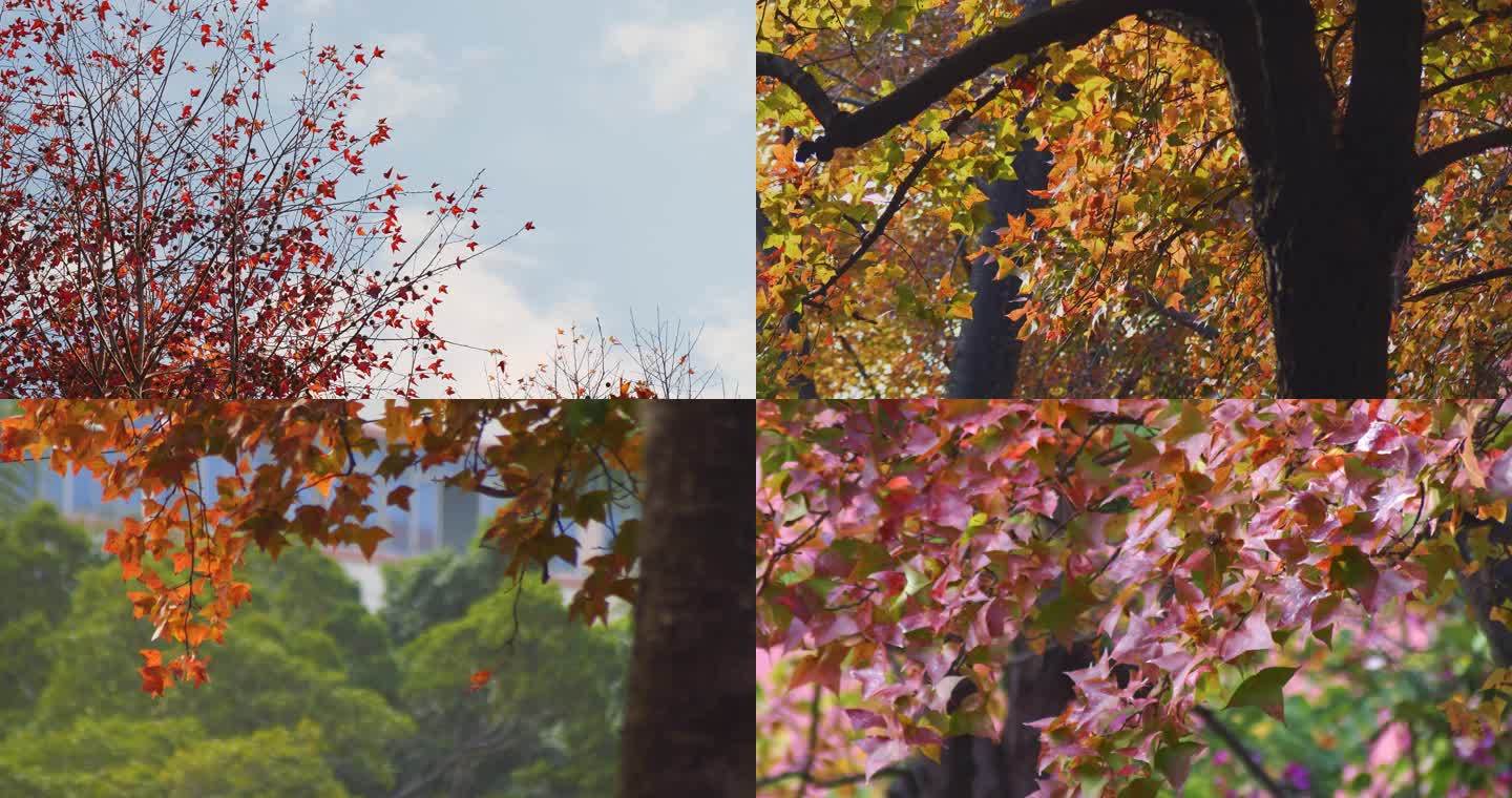 秋天 城市秋景 枫叶红