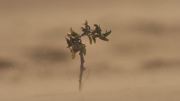 卡尔梅基亚共和国沙漠中沙子在空气中的移动