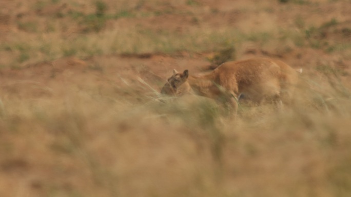 卡尔梅基亚共和国的赛加羚羊
