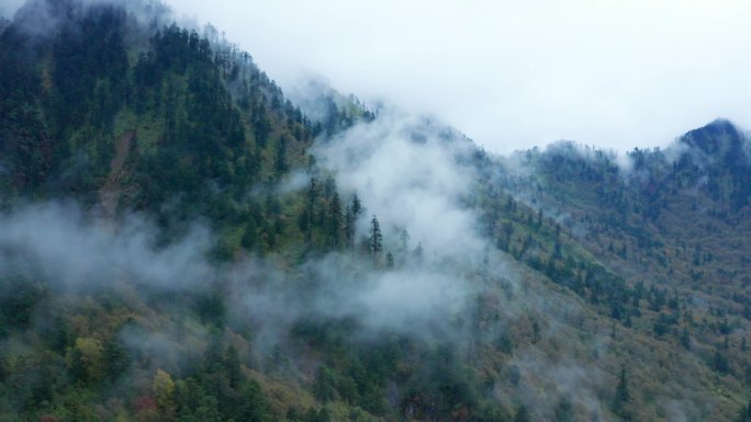 雾气森林