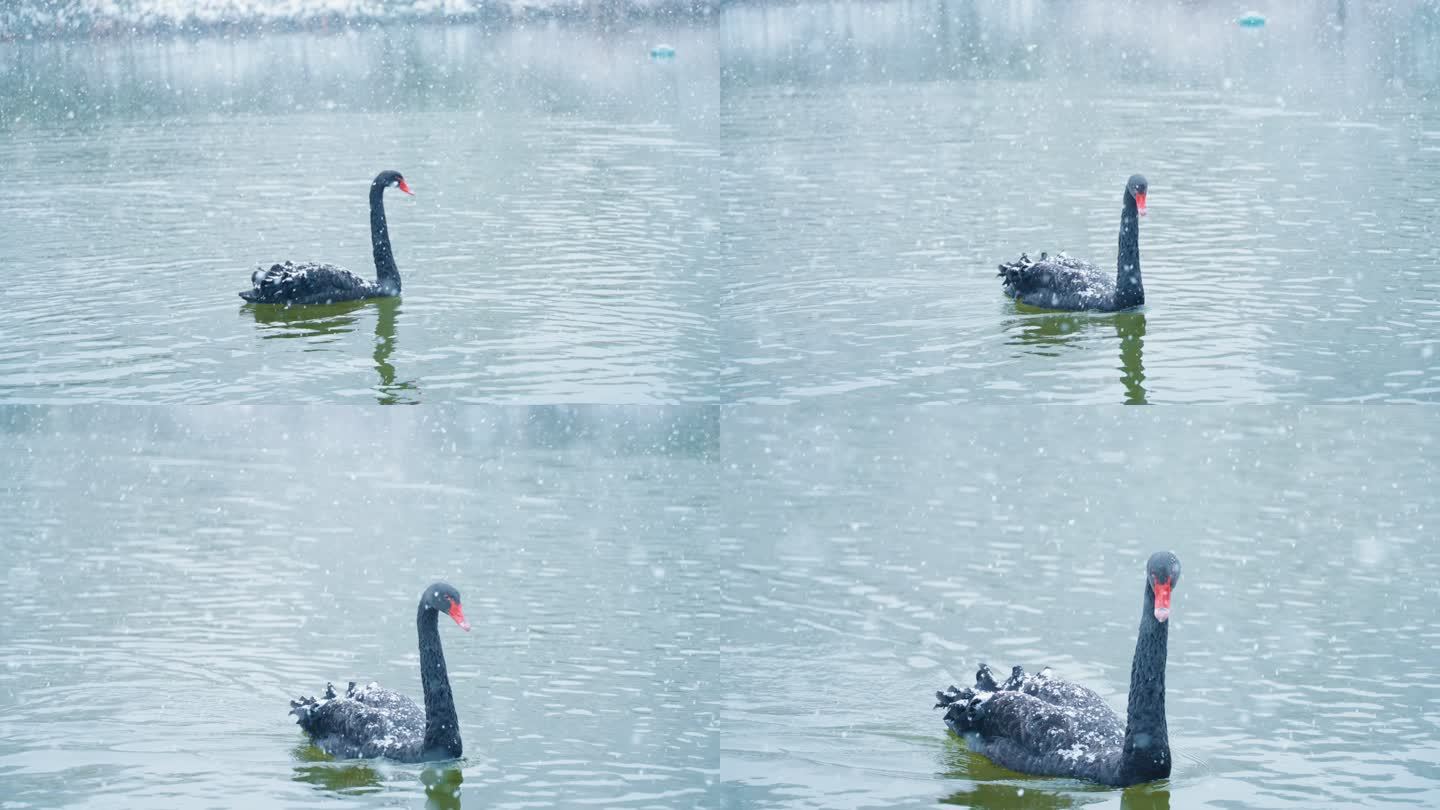 观山湖公园红嘴海鸥0