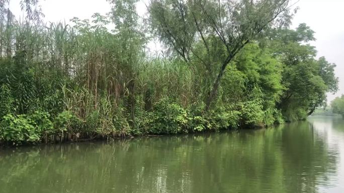 西溪湿地船在水上两岸森林绿树成荫