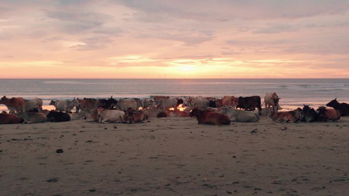 马来西亚沙巴州海边日落与沙滩上的牛