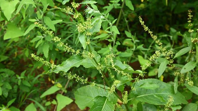 齿果酸模 花蕾 黄花 叶 茎 植株 生境