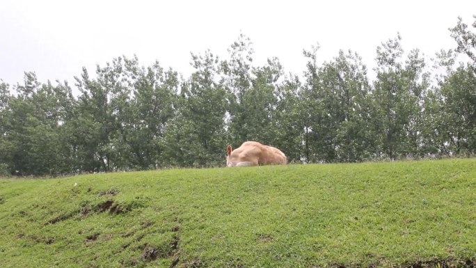 放牛牛吃草山坡草地森林树林乡间