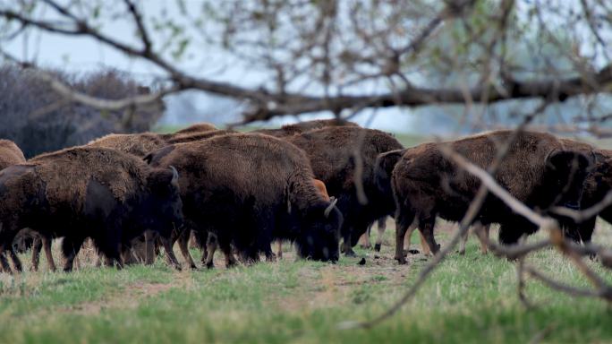 放牧野牛：黄石国家公园：拉马尔谷
